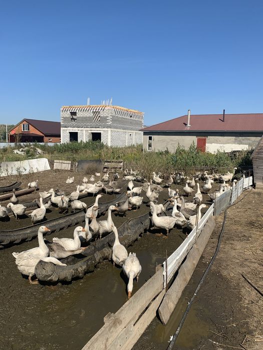 Продам гусьи крупные..