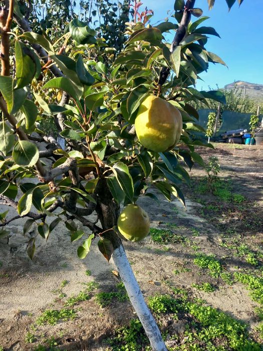 Vând pomi fructiferi columnari