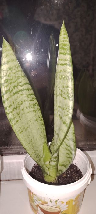 Гүл бар сатылады