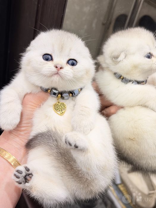 Читокровные котята