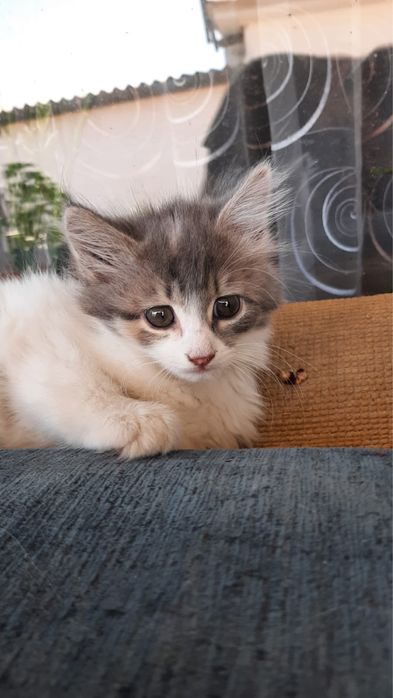 Отдам котенка девочку в добрые руки
