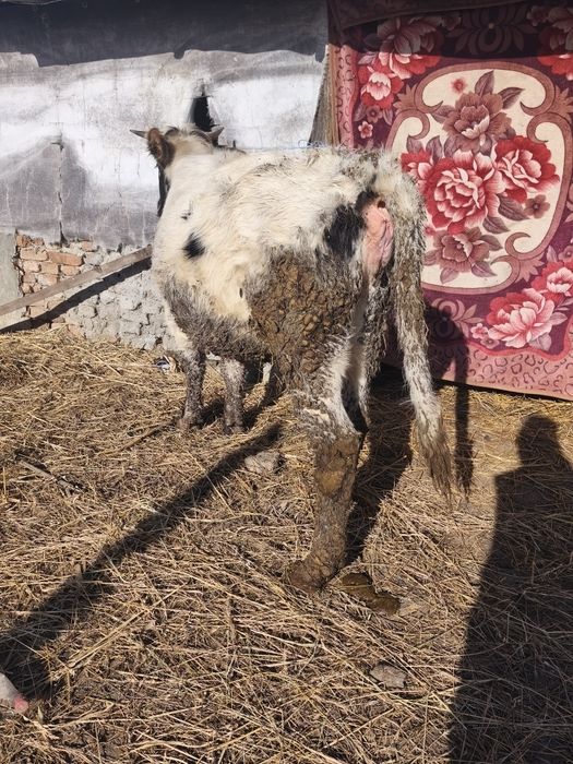 Vând juninca depusă să fete