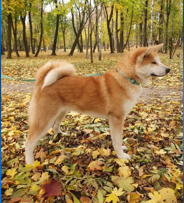 Femelă Akita Inu de 6 luni loială echilibrată iubitoare