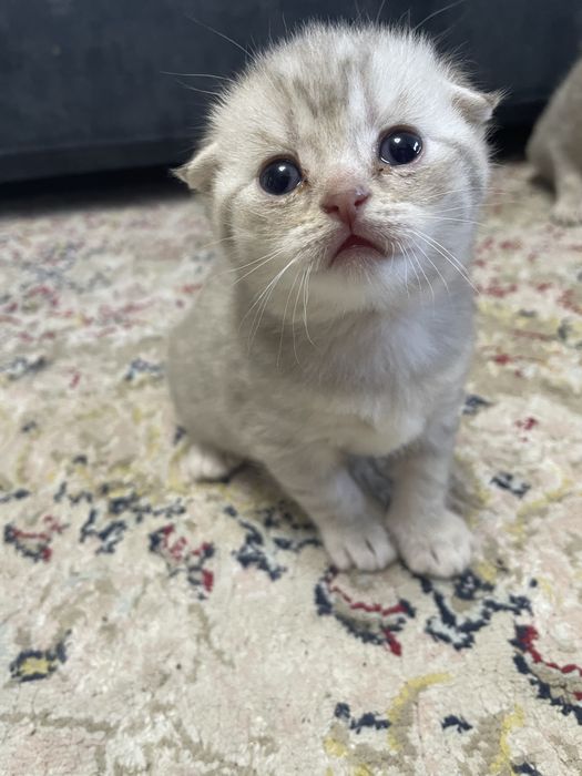 Продам очаравательных котят