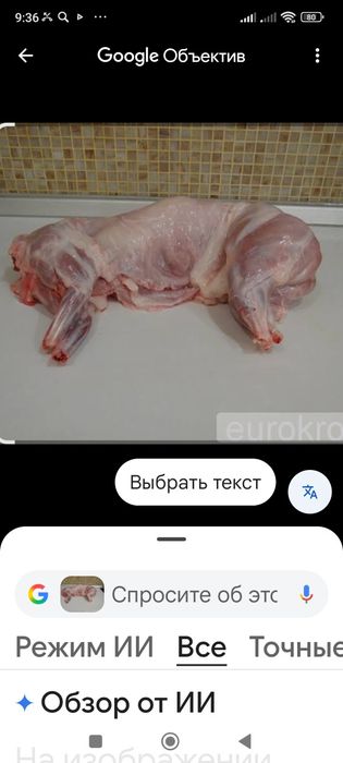 Кролики строкач чистокровный