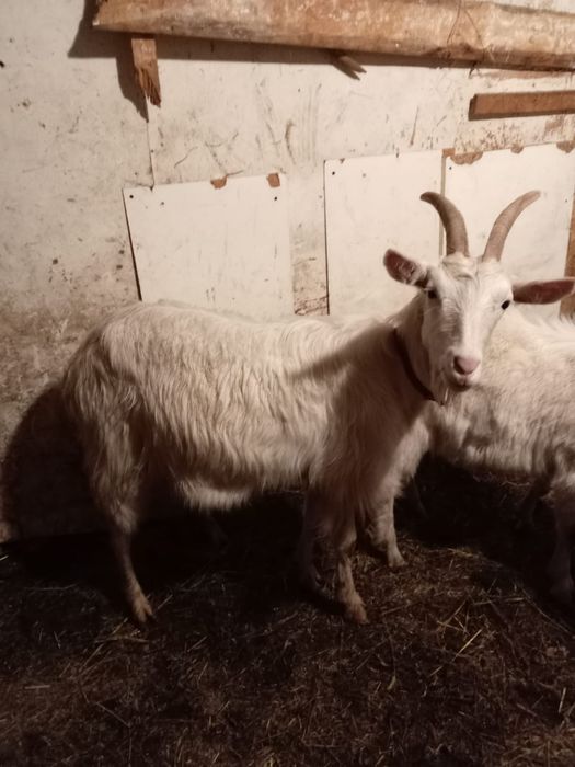 Vând căpriță metis sannen