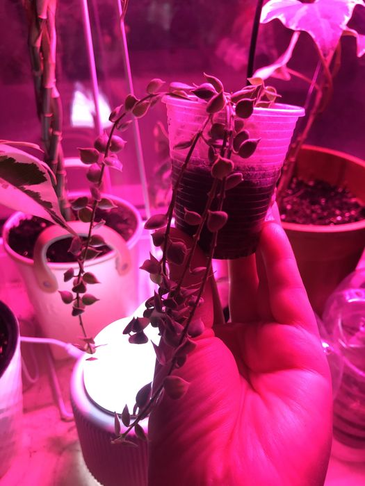 Дисхидия миллион Сердец