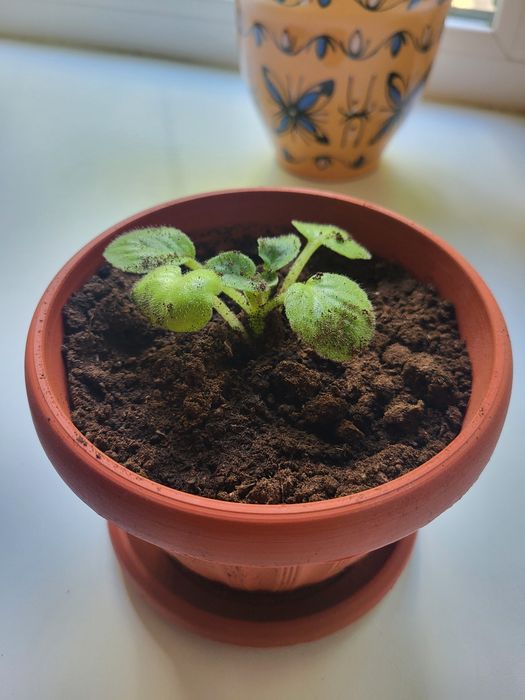 Комнатные растения разные продам.