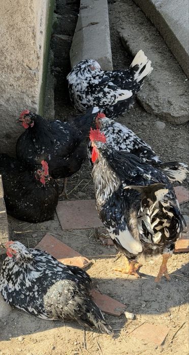 Oua incubat Pita Pinta, Marans si Araucana