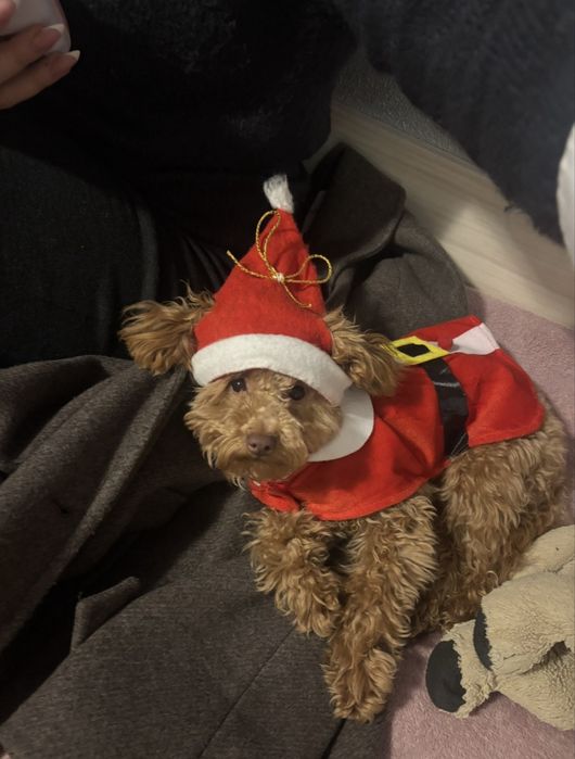 Момиче Той пудел-мършляк