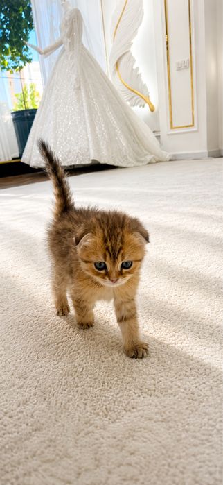 “Scottish Fold” 2 oylik