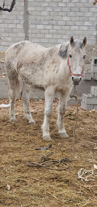 Semiz baytal sotiladi 5 oydan beri yemga turipti