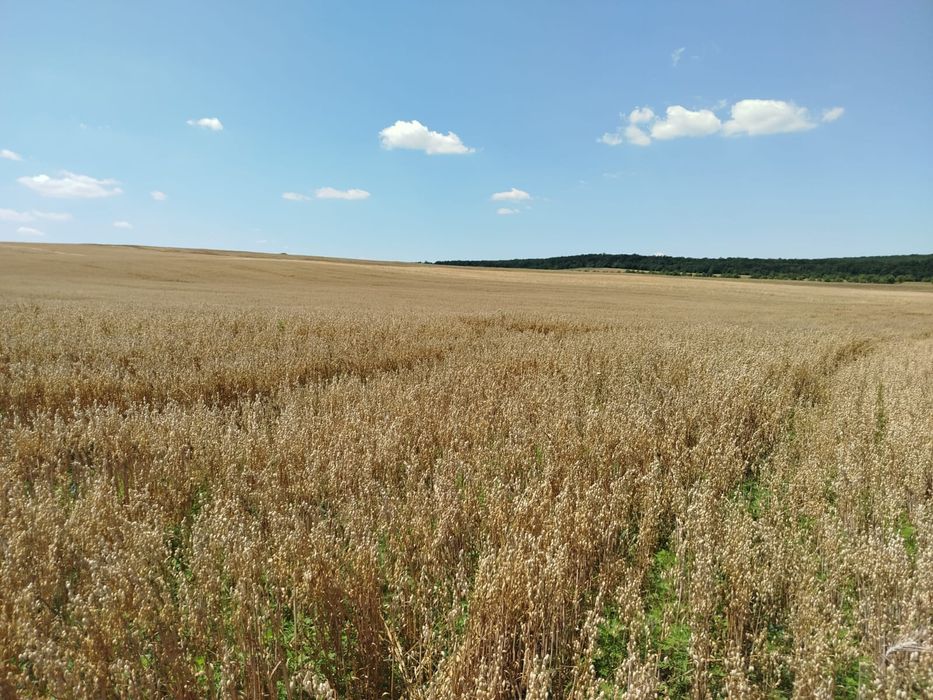 Ovăz, Floarea Soarelui , Porumb, Orz, Producție 2025