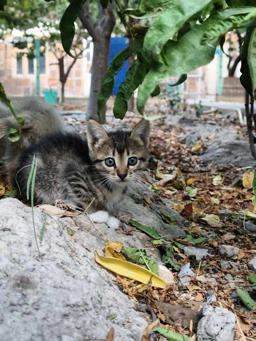 отдам котят даром