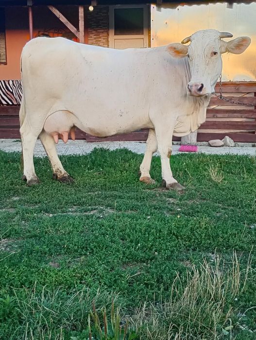 Vand vaca fatata recent