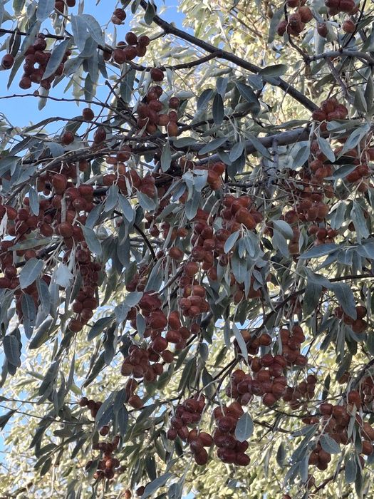 Жиде сатылады  ірі дәмді 2000тг кг.