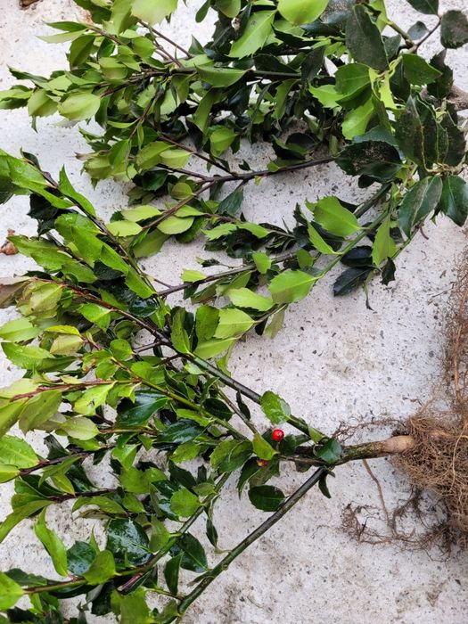 Ilex mers. Heckenfee 35-40 cm - foarte ramificat