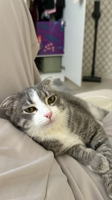 кошка 6 месяцев добрая