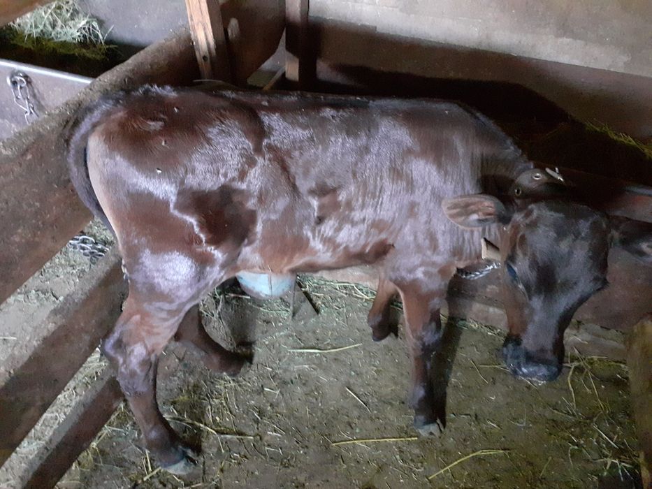 Продам  тёлочку. Возраст 1 месяц