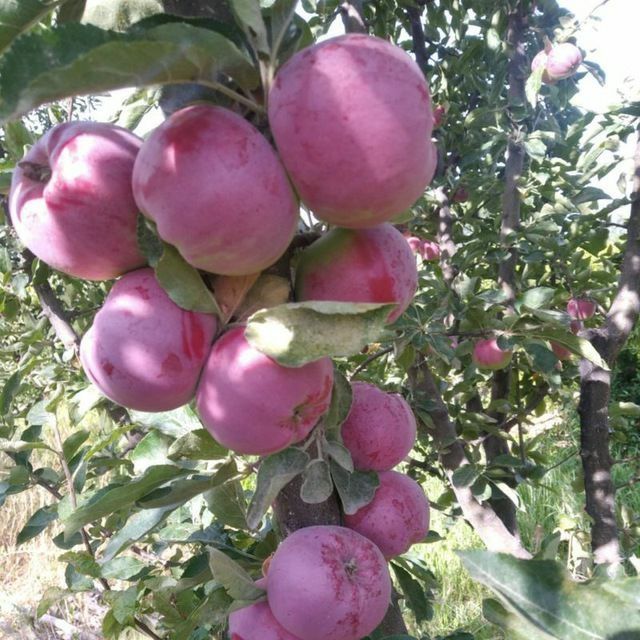 ОЛМА Кучатлари сортига сертификат турига дакументални кафолат берилади