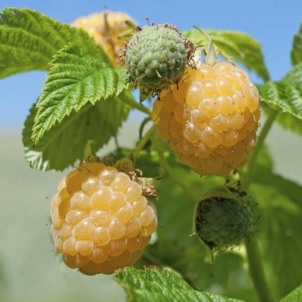 Arbusti Fructiferi (Zmeur Galben )