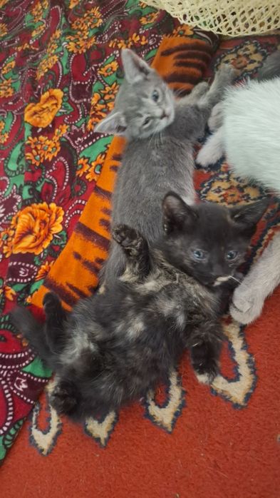 Бесплатно отдам котят