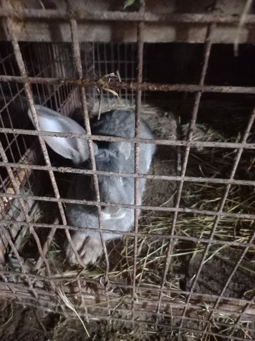 Iepuri de curte mari