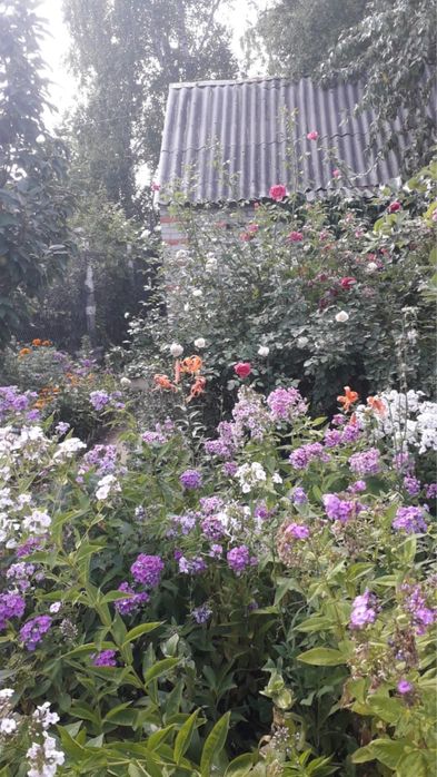 дача со мелиоратор