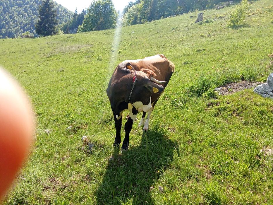 Vand vacă tânără (3 ani)