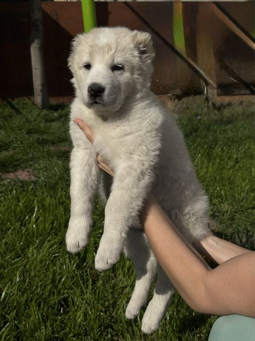 Щенки Алабая девочки