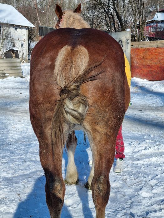 Se vinde iapă bună de căruță