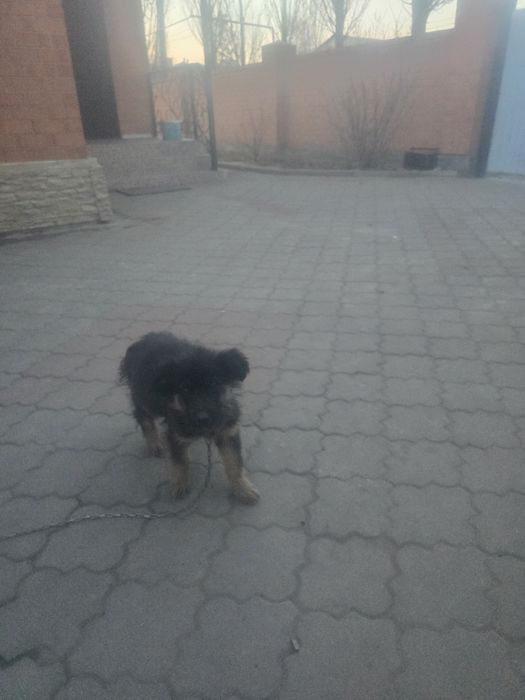 Еркек күшік сатам, 2000тг