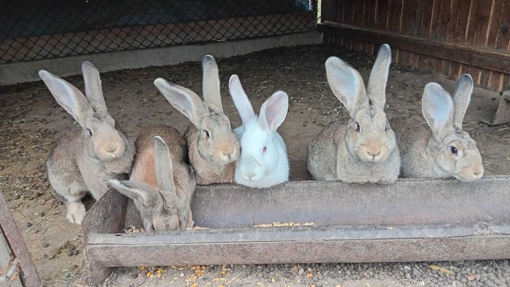 Vand iepurite Hycole Ffrancez