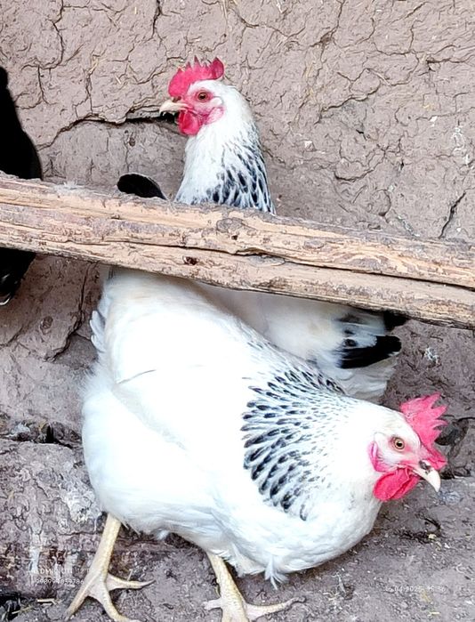 Серебристий Адлер товуклар  тухум жужалари сотилади