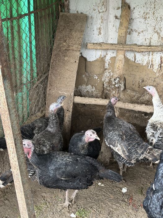 Индюки самки продаются