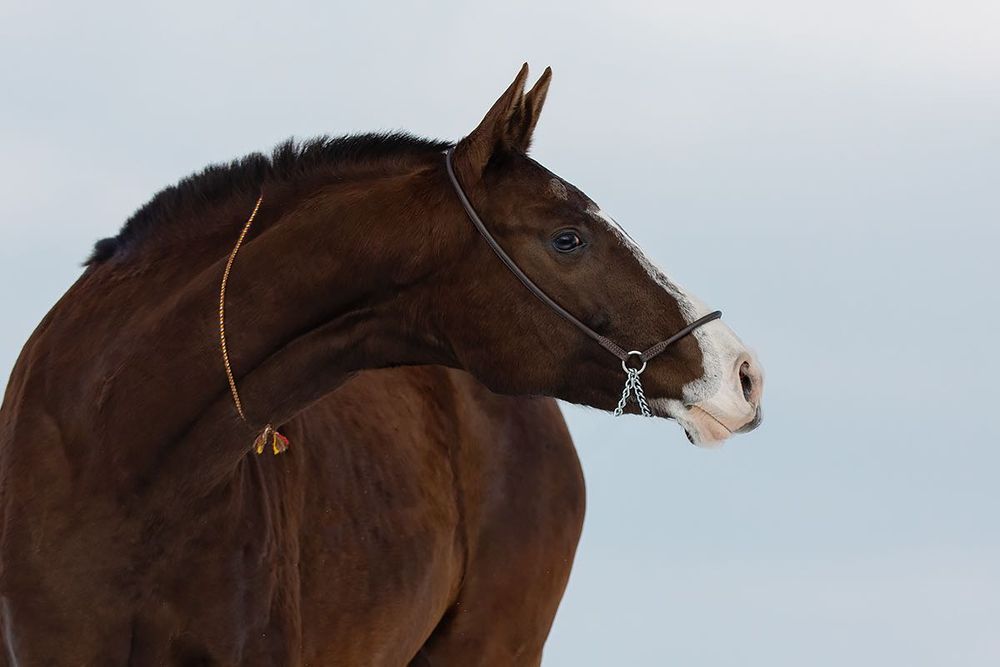 Кобыла ахалтекинская ахалтеке