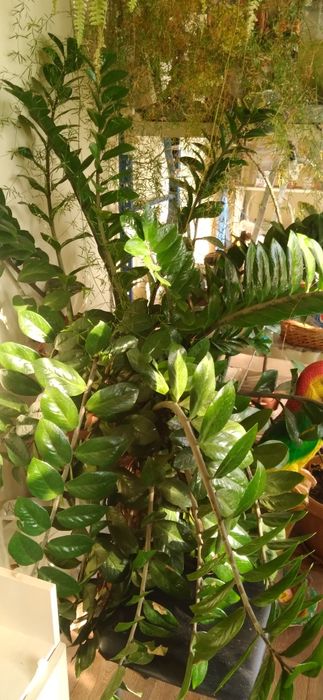 Продам комнатные цветы