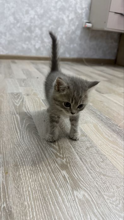 Шотландская скоттиш страйт