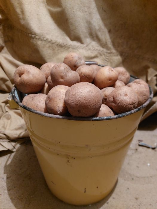 Семенной картофель