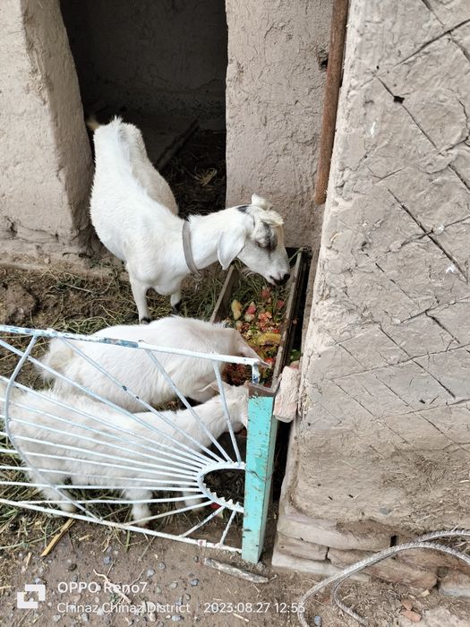 Эчки зотли иккта боласи бор
