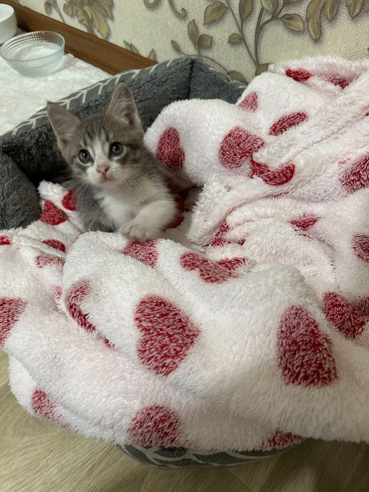 ище дом котенку (мальчик)