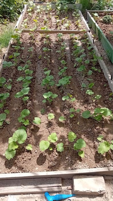 Продаются саженцы шток розы,и семена