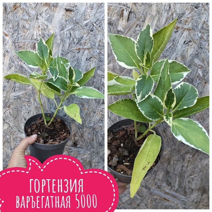 Цветы.    комнатные