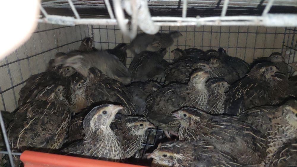 Prepelite 5 rase disponibile