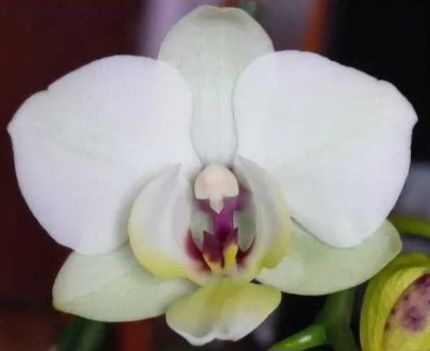 Орхидеи фаленопсис Black eye, Sogo Vivien, Bambula