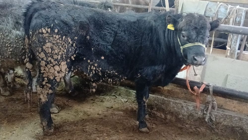 Бұқалар сатылады