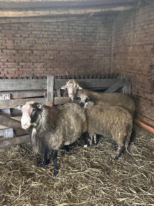 2 berbeci de vanzare un romanov si un metis de lacon 500 €  negociabil