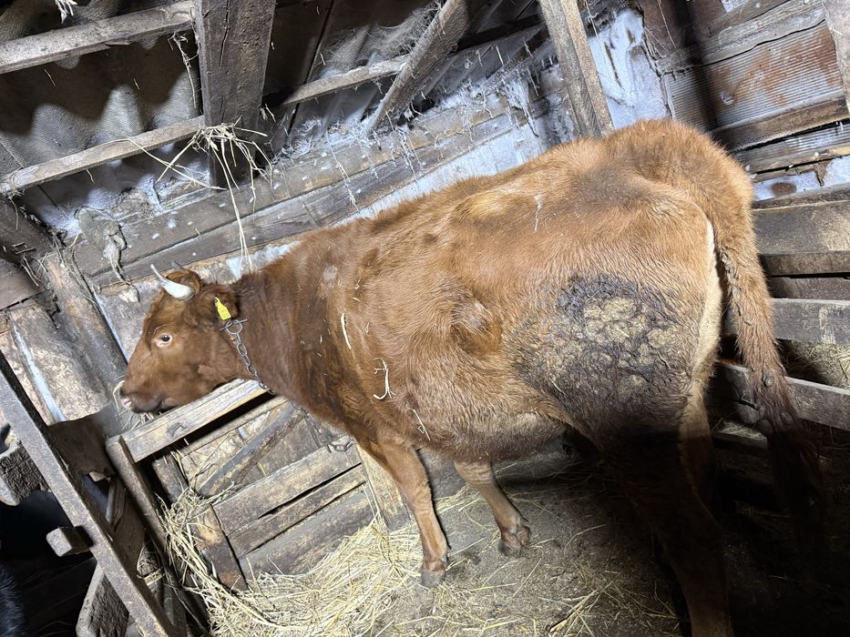 Корова с откорма на мясо