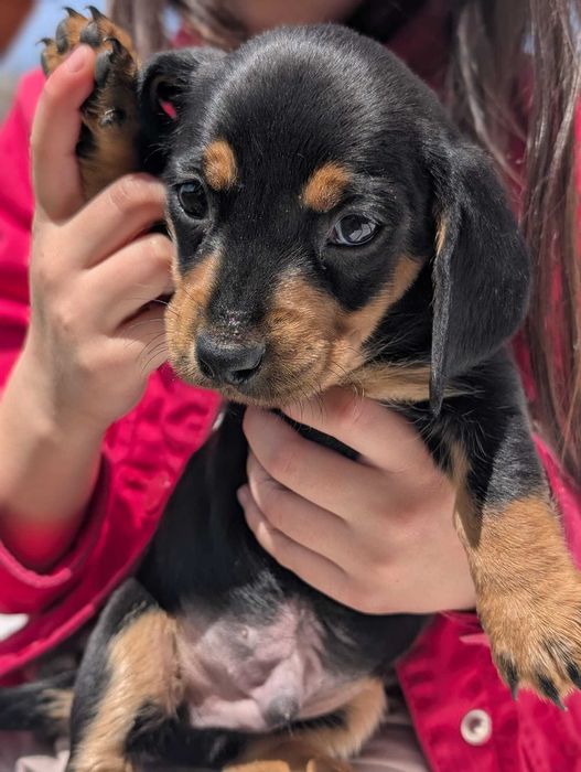 Pui de teckel 6 saptamani, carnet vaccinuri si deparazitare la zi