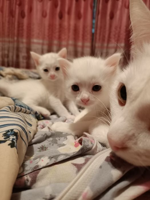 Добрые руки Котята